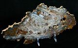 Amazing Hubbard Basin Petrified Wood Slab - x #5024-3